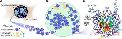 Emerging Contributions of Solid-State NMR Spectroscopy to Chromatin Structural Biology